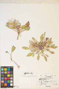 Oenothera deltoides image