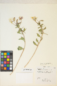 Oenothera deltoides image