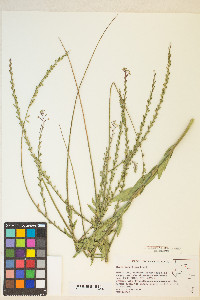 Oenothera curtiflora image