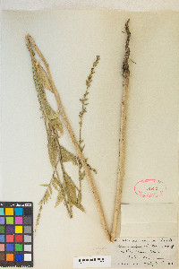 Oenothera curtiflora image