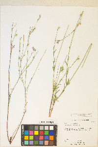 Oenothera curtiflora image