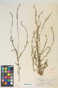 Oenothera curtiflora image