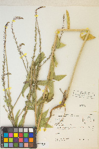 Oenothera curtiflora image