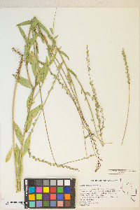 Oenothera curtiflora image