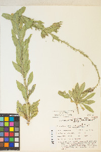 Oenothera curtiflora image