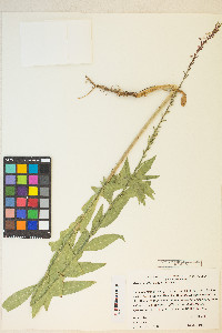 Oenothera curtiflora image