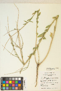 Oenothera curtiflora image