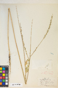 Oenothera curtiflora image