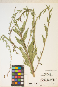 Oenothera curtiflora image