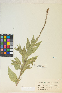 Oenothera curtiflora image