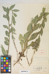 Oenothera curtiflora image