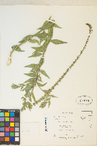 Oenothera curtiflora image