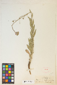 Oenothera coloradensis image