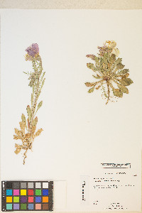 Oenothera coronopifolia image