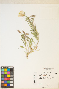 Oenothera coronopifolia image