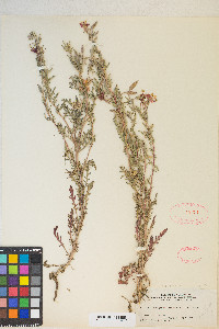 Oenothera coronopifolia image