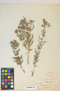 Oenothera coronopifolia image