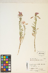 Oenothera coronopifolia image