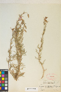 Oenothera coronopifolia image