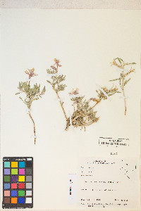 Oenothera californica image