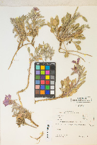 Oenothera californica image