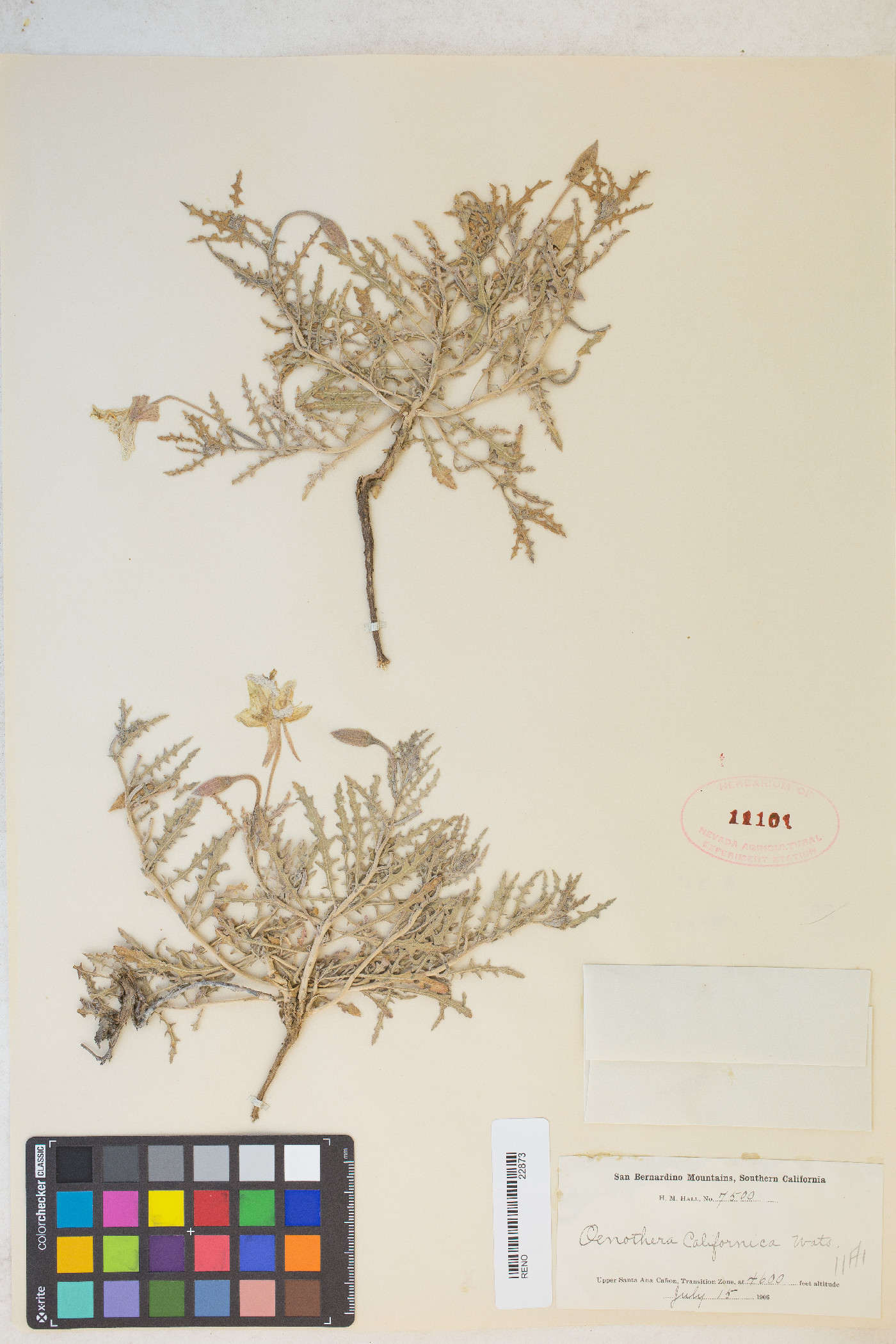 Oenothera californica var. californica image