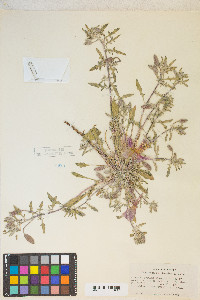 Oenothera californica image