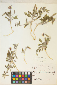 Oenothera californica image