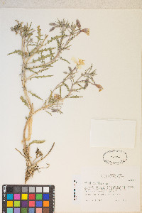 Oenothera californica image