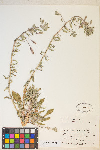 Oenothera californica image