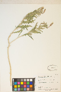 Oenothera californica var. californica image