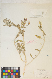 Oenothera californica var. californica image