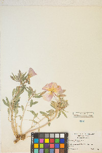 Oenothera californica var. californica image