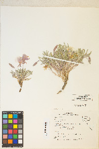 Oenothera californica image