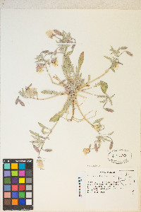 Oenothera californica image