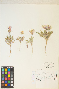 Oenothera californica image