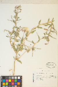 Oenothera californica image