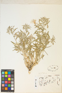 Oenothera californica image