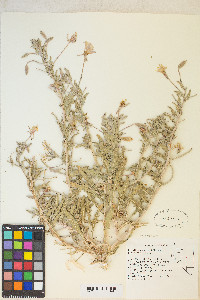 Oenothera californica image