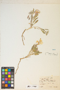 Oenothera californica image