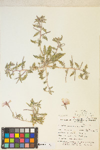 Oenothera californica var. californica image