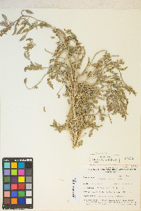 Oenothera californica var. californica image