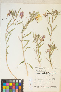 Oenothera californica image