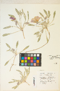 Oenothera californica image