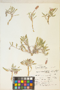 Oenothera californica image