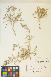 Oenothera californica image