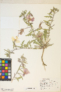 Oenothera californica image