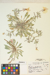 Oenothera californica image