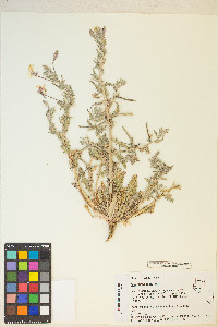 Oenothera californica image