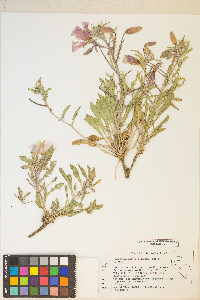 Oenothera californica image